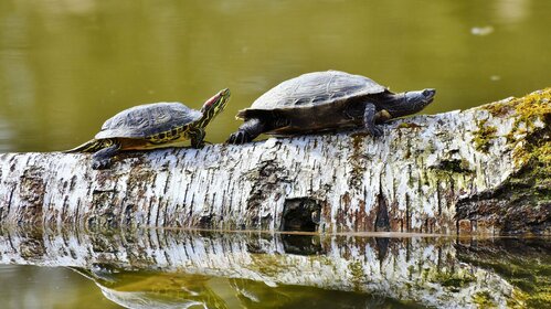 Bain de nature